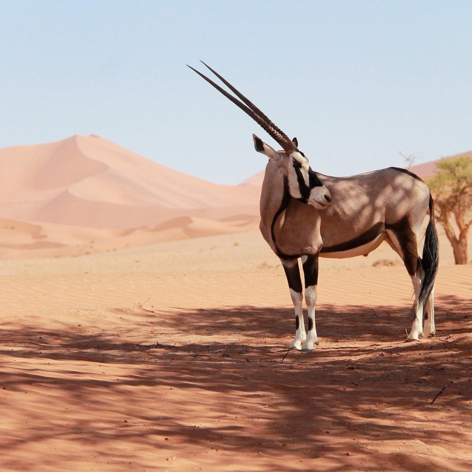Faszination Namibia - die Highlights mit dem Mietwagen entdecken